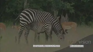 Zebra feeding young Impala herd grazing GREEN MWS