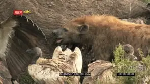 Diversity of vultures and hyena gathered and eating from an elephant carcass.