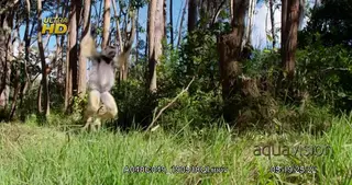 White-fronted brown lemur leaping and dancing across the ground.