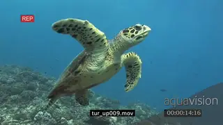 Hawksbill Sea Turtle swimming over coral reef UW