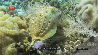 Defensive Cuttlefish on coral reef changing color and form UW