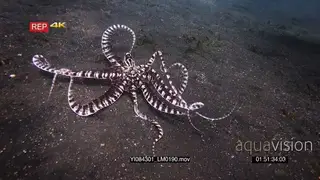 Close up tracking shot of a mimic octopus, octopus sp19.