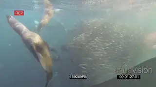 Cape Fur Seals hunting swimming through Sardine baitball feeding UNDERWATER HANDHELD