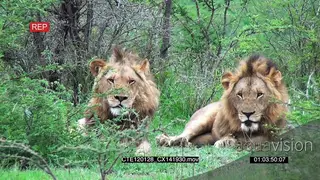 African Lions laying on bushveld looking at camera 2S MS