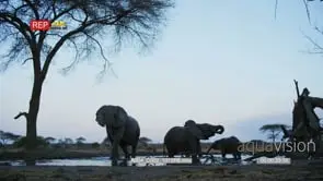 Elephants drinking at waterhole