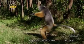 White-fronted brown lemur leaping and dancing across the ground, during daytime.