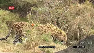 Leopard Walking around the Bushveld Hunting and Crosses a River GENERAL BEHAVIOUR AmCam.