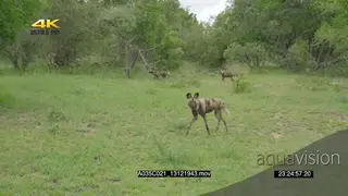 African wild dog pack jogging patrolling through bushes hunting SLOW MOTION