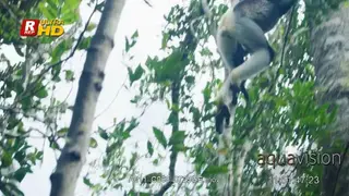 White-fronted brown lemur holding onto a tree trunk, dancing and jumping form one tree…