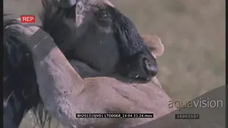 Lioness chase,attack, catch and take down a Wildebeest