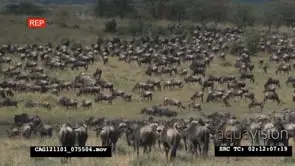 Blue Wildebeest herd and Zebras standing walking and grazing on bushveld WS HAND