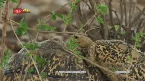 Leopard tortoise mating male climbing on female