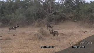 African Wild Dog pack patrolling stalk hunt warthogs as warthogs defend themselves charge.