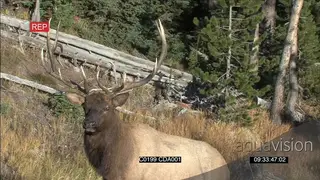 Male Elk Deer walking, standing and calling out MCU
