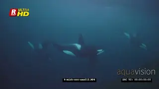 Orca Killer Whales chasing herring schools in noway UW