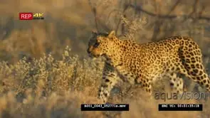 Leopard walking through the savanna