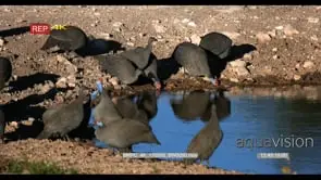 Flock of helmeted guineafowls scratching in the sand for food