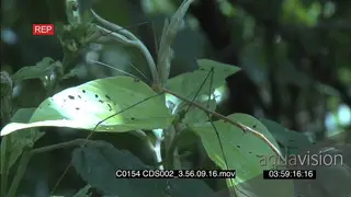 Stick insects moving around on leaf XCU on limbs and face