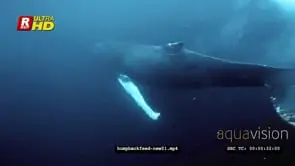 Humpback whale feeding on herring in Norway UW