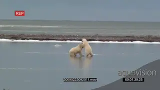 A pair of polar bears fighting on frozen lake