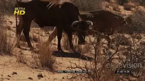 cattle grazing and walking on the Desert