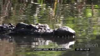 Nile Crocodile half sub-merged in water swimming from left to right.