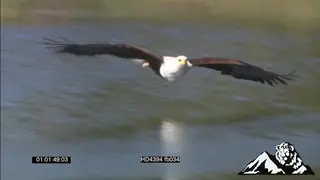 African Fish Eagle flying hunting catching fish in river MS STILL PAN