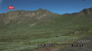 Musk Ox on Greenland tundra Green XWS