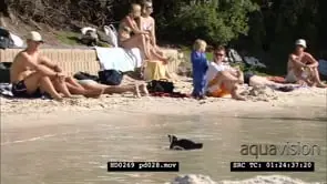 African Penguins at Boulders Beach, with beachgoers and bathers
