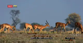 Impala herd grazing and walking past camera Grazing GOOD LIGHT