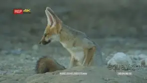 Cape fox lying down yawning and turn