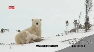 Polar bear cubs playing around mother resting cuddling with cubs Protective behaviour