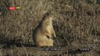 Prairie Dog sitting on prairie looking around MLS