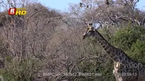 African Elephant herd drinking water while a tower of Giraffe standing on the other side.