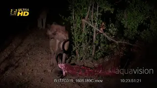 Spotted hyena feeding on animal carcass, African female lioness stalks and chases hyena.