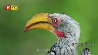 Southern red-billed hornbill CU Shot sitting and looking around.