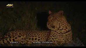 Leopards resting 1 looking around Zoom in out focused face at night