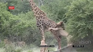 Pride of Lions takedown Male Giraffe