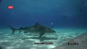 Tiger Shark swimming along the bottom, divers in-shot