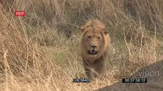 African Male lion walking hunting towards past camera