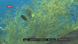 View of an aquarium in ocean and varied sea fishes swimming passing by SCENIC HAND
