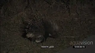 Cape Porcupine mother followed by porcupette foraging at NIGHT