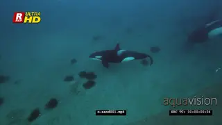 Orca Killer Whales hunting herring in noway UW