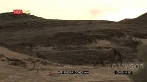 Desert elephant bull walking in the dry Hoanib riverbed over rocky dune