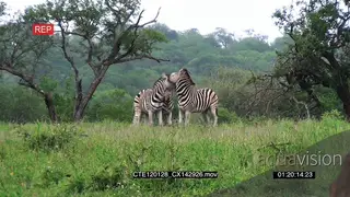 A pair of Zebras fighting on bushveld and standing and looking around WS