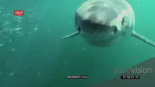 Great white shark swimming towards camera underwater in ocean and camera coming out of.