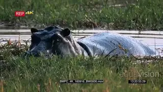 A large hippo rolling in water, throwing legs out of water and spraying water other hippo.