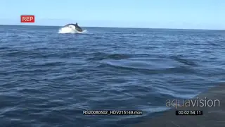 A pod of killer Orca whales hunting and breaching HAND AmCam