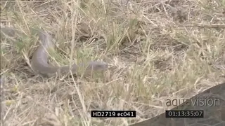 Mozambique Spitting Cobra crawling through grass MLS PAN ZI CU ZO