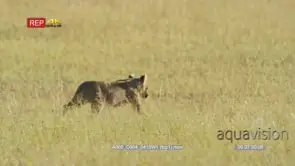 Lion cub walking through grass